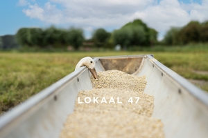 Website 47